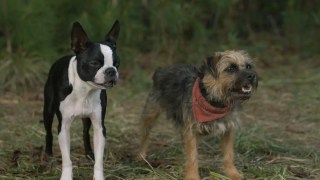 ‘Strays’ Review: Crude Dog Comedy Is a Clever Laugh Riot Made for Pet Lovers